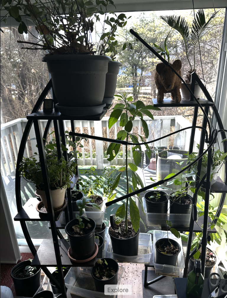 My indoor plants in Winter 2024